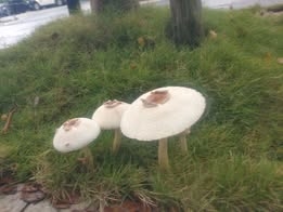 台北雨彈轟不停市區「慘發霉」！樹叢「長滿蘑菇」畫面曝…網驚喊能吃嗎