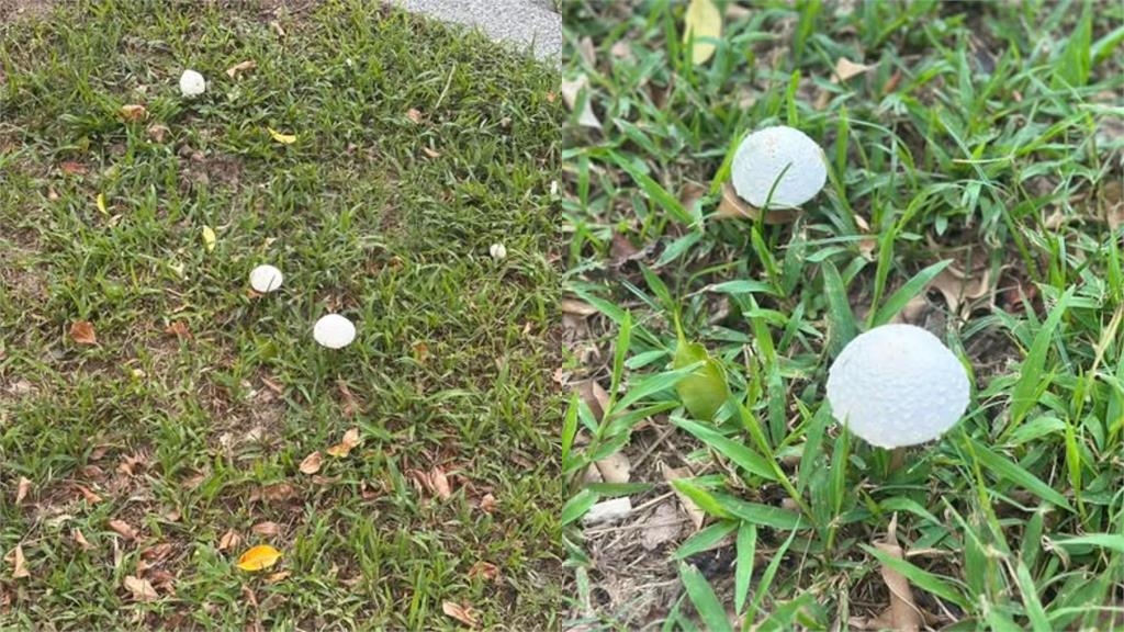 台北雨彈轟不停市區「慘發霉」！樹叢「長滿蘑菇」畫面曝…網驚喊能吃嗎