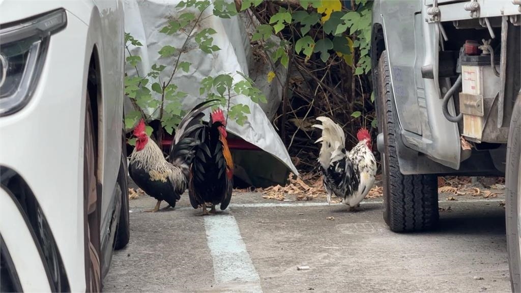 高雄女「遭公雞追」急逃上車 直呼:太不講武德了