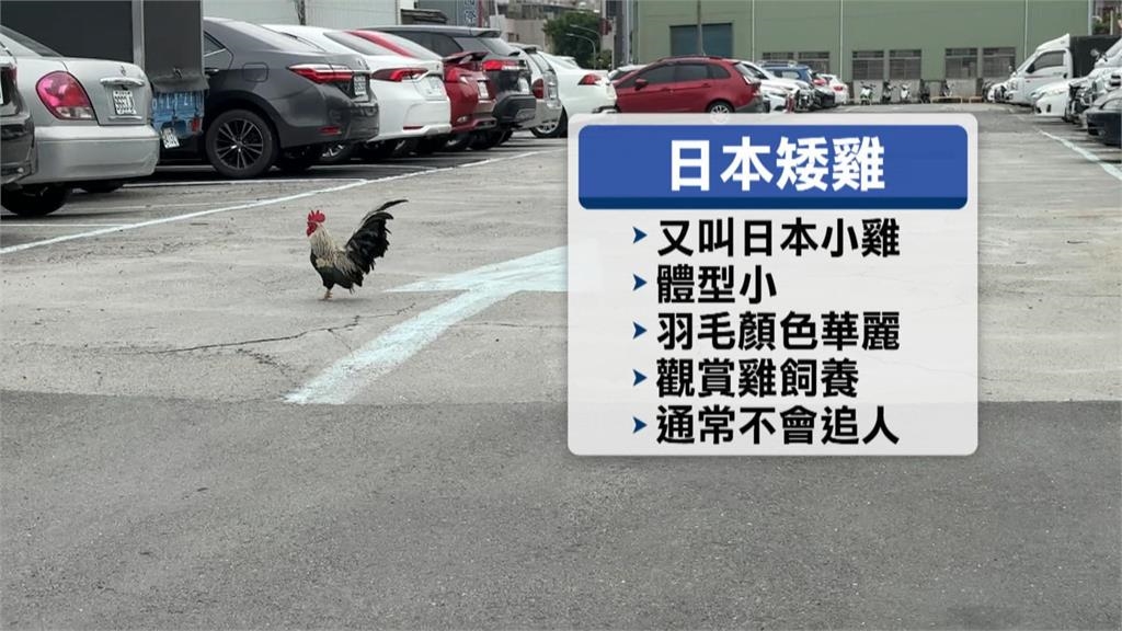 高雄女「遭公雞追」急逃上車 直呼:太不講武德了