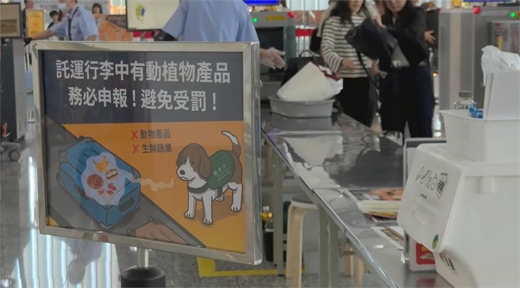 嚴防非洲豬瘟！入境所有手提行李都過X光機