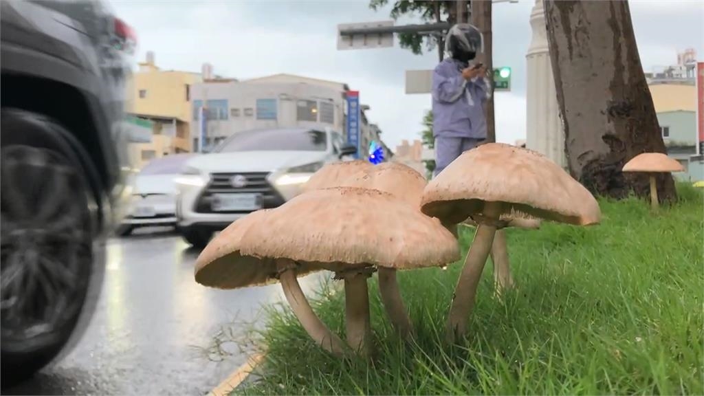 入秋最強東北季風「這天」報到!專家示警「雨變強擴大」濕到長香菇