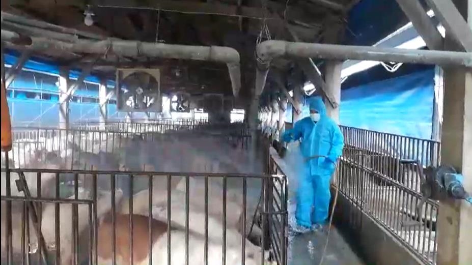 死豬三聯單「數據有落差」疑竄改！　台中檢方赴環保局釐清