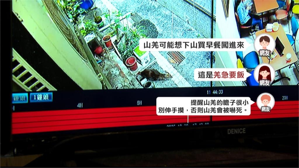 山羌來吃早餐？　文山區早餐店山羌闖入　店內顧客全嚇傻　畫面ＰＯ網引熱議