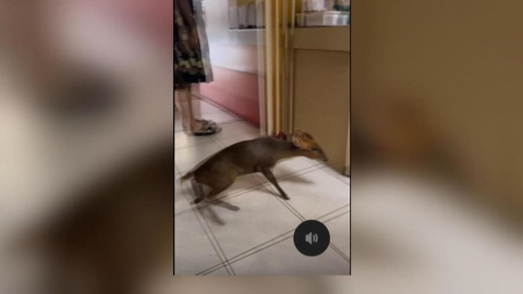 山羌來吃早餐? 文山區早餐店山羌闖入 店內顧客全嚇傻 畫面PO網引熱議