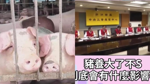 被問豬養大了不殺會怎樣？農業部官員「神回1句」網笑翻：不失禮貌的微笑