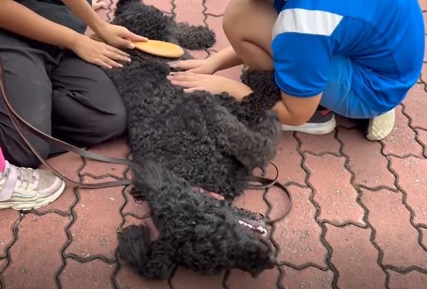 台東卑南兒童之家「寵物治療課」 讓孩童在互動中舒緩情緒