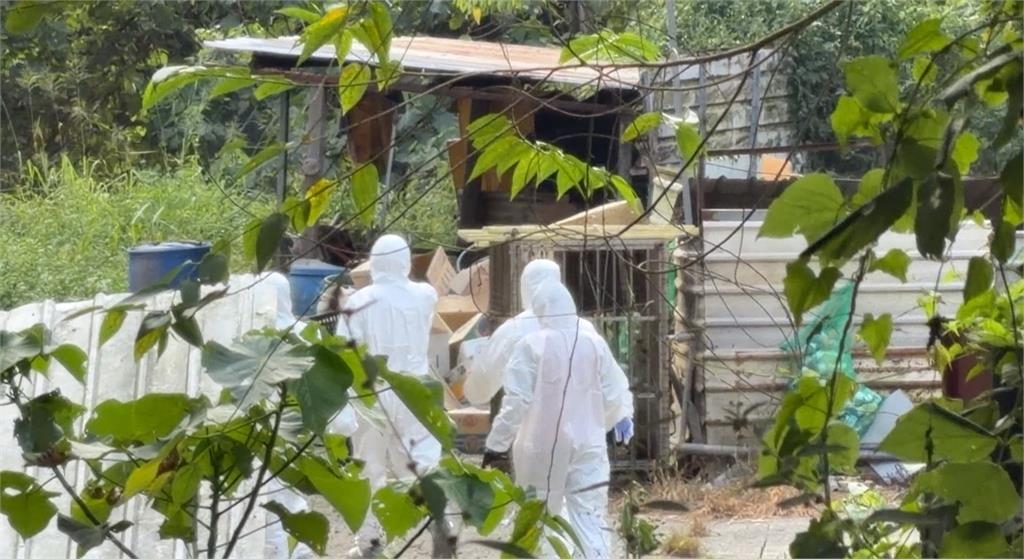 防疫破口?豬瘟防疫第三階段"沒有擴散" 民眾通報:太平山區出現6山豬