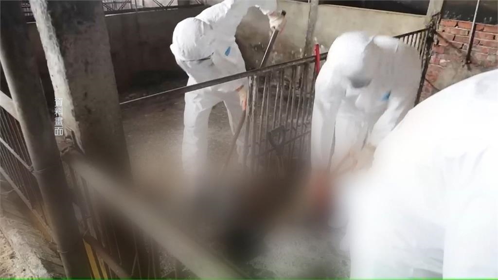 動保處人員"私自進入豬瘟案場清消" 台中市府:嚴格處分