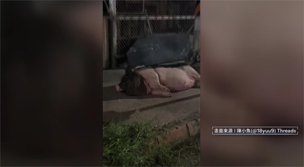 高雄人行道驚見「寵物豬」躺地酣睡　農業局憂染疫到場噴藥消毒