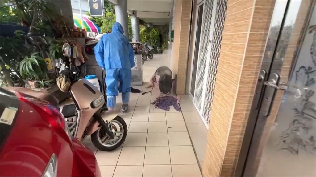 高雄人行道驚見「寵物豬」躺地酣睡　農業局憂染疫到場噴藥消毒