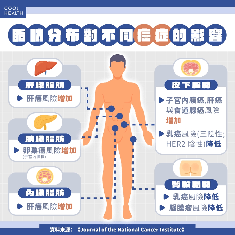 脂肪長在腹部更容易罹癌？ 研究：與這5種癌症風險有關