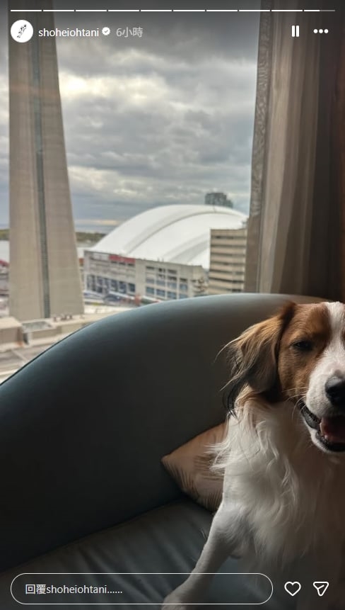 MLB/「好像等到有點累...」大谷奪冠愛犬也在!「彈額頭」在飯店見證老爸二連霸