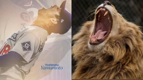 MLB／從辛巴變獅子王！山本由伸奪冠怒吼、在大谷眼中進化成「拴不住的猛獸」
