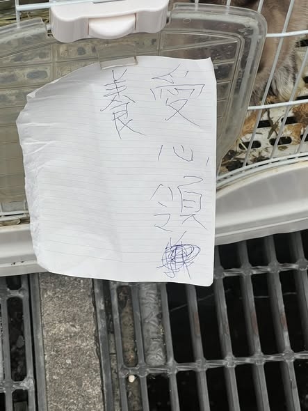 基隆路邊驚現「10兔」公母同籠 飼主嗆:沒棄養、告動保所侵占