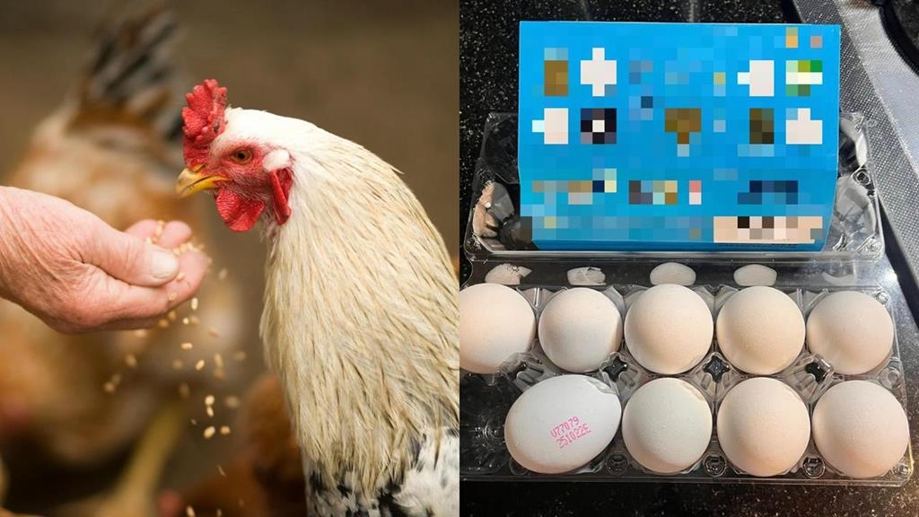 「人道動福蛋」竟出現籠飼E代碼！購蛋陷阱掀討論網氣炸：根本一堆亂放的