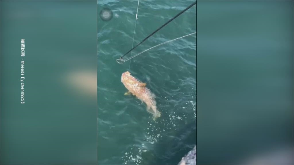 怪物級! 台南安平捕獲"等身大"龍膽石斑 重達130台斤