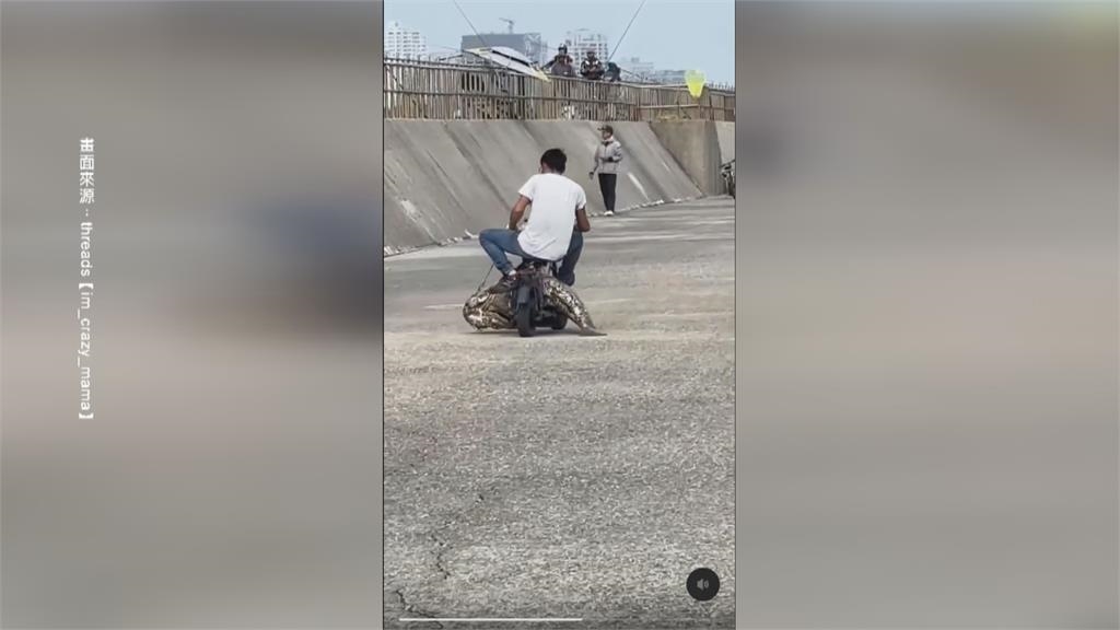 怪物級! 台南安平捕獲"等身大"龍膽石斑 重達130台斤