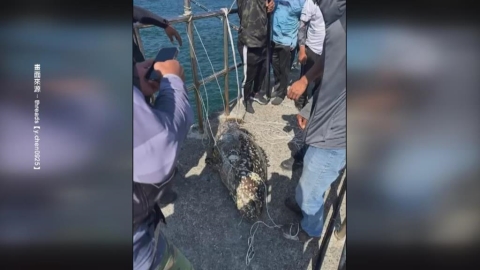 怪物級! 台南安平捕獲"等身大"龍膽石斑 重達130台斤
