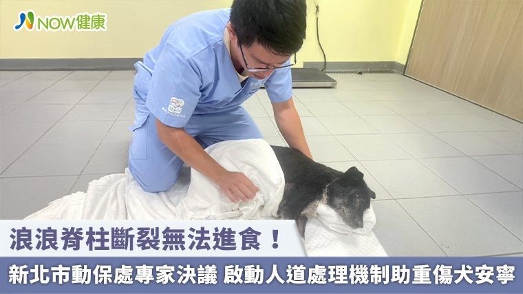 浪浪脊柱斷裂無法進食！新北市動保處專家決議 啟動人道處理機制助重傷犬安寧