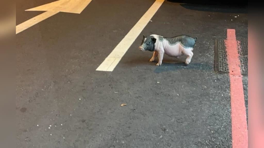 非洲豬瘟全台戒備⋯台中驚見「豬逛大街」！飼主「這原因」遭罰⋯全網歪樓