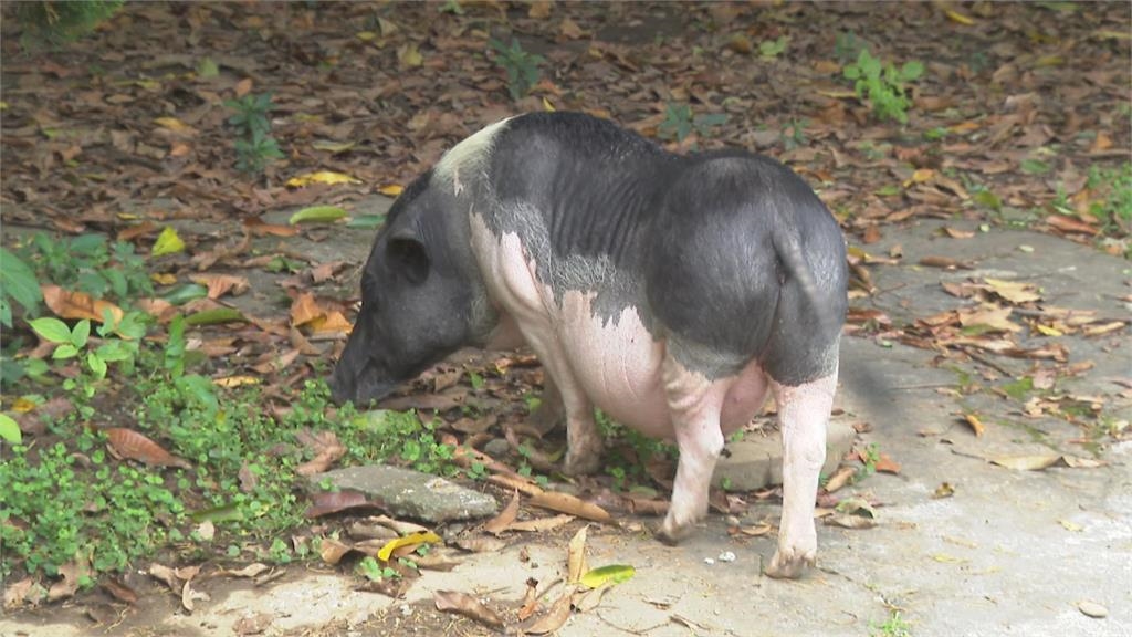 非洲豬瘟全台戒備⋯台中驚見「寵物豬逛大街」！飼主「這原因」遭罰⋯全網歪樓
