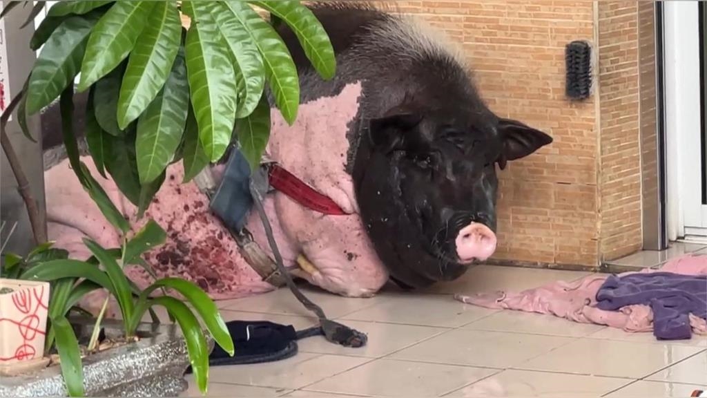 非洲豬瘟全台戒備⋯台中驚見「寵物豬逛大街」！飼主「這原因」遭罰⋯全網歪樓