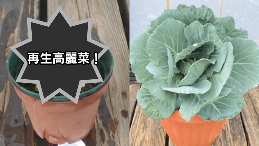 菜心藏「超強生命力」網驚呆！日YTR花158天「再生高麗菜」親曝2關鍵