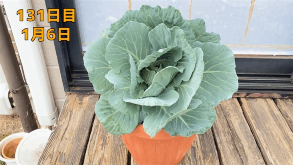 菜心藏「超強生命力」網驚呆！日YTR花158天「再生高麗菜」親曝2關鍵