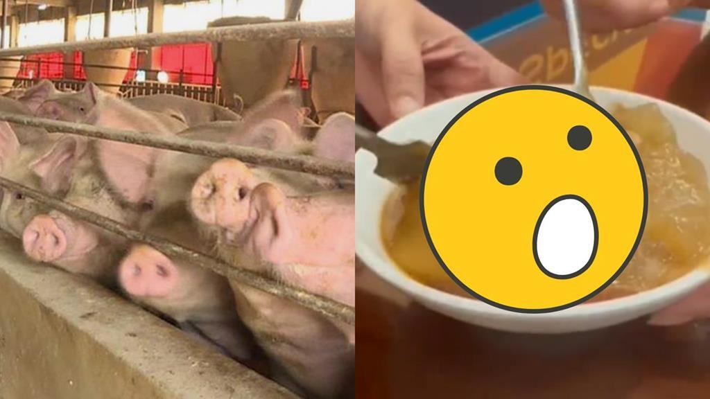 非洲豬瘟禁宰禁運「危機大鬼轉」！彰化老店推「雞肉肉圓」真實口感曝光