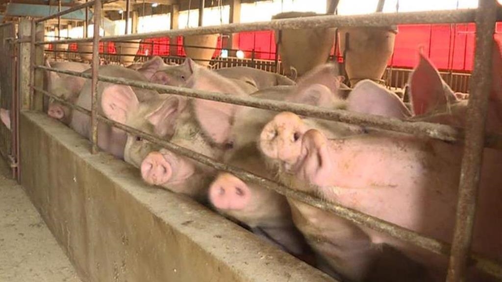 非洲豬瘟爆發就是台中怠忽職守！　許美華轟：市府從頭到尾都在說謊