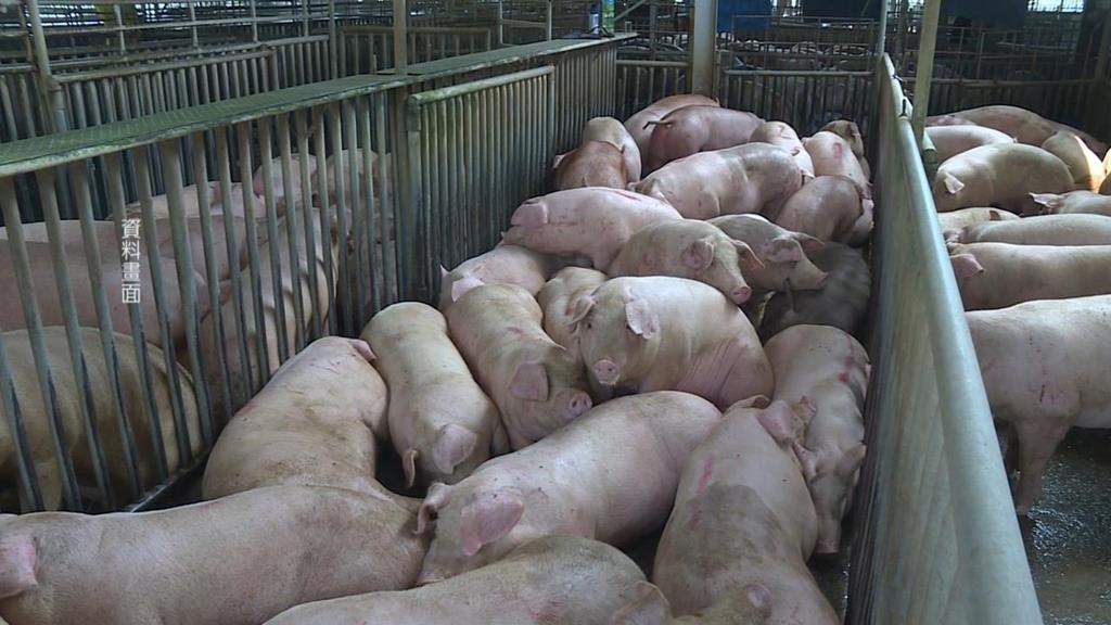 有肉吃了！豬肉解禁　農業部曝「這天起」可買到溫體豬