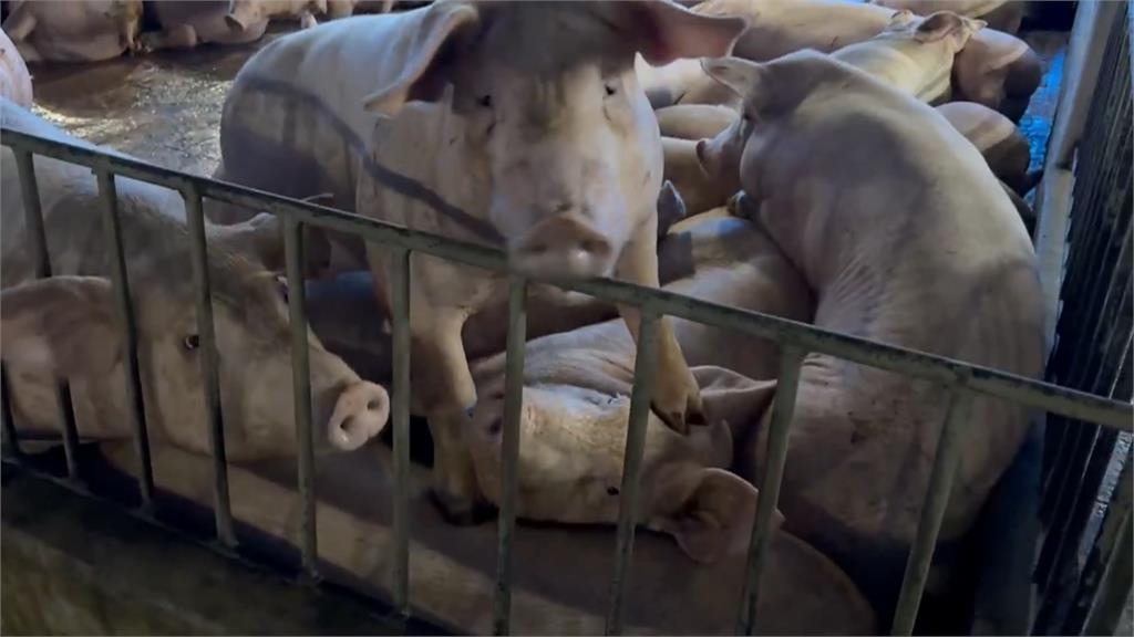 活豬週五恢復屠宰！「30萬頭豬未殺」　豬農憂解禁後豬價崩