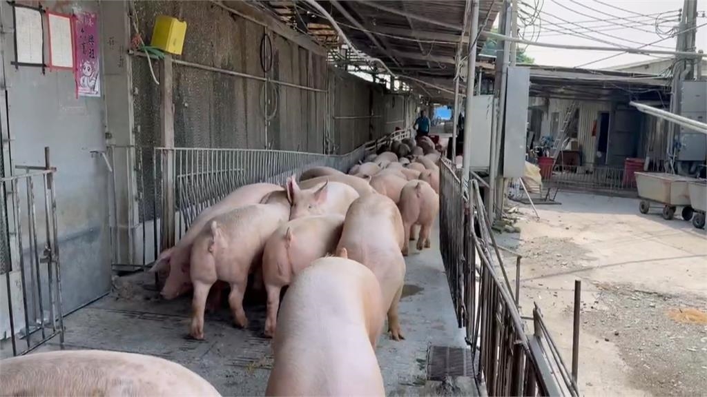 活豬週五恢復屠宰！「30萬頭豬未殺」　豬農憂解禁後豬價崩