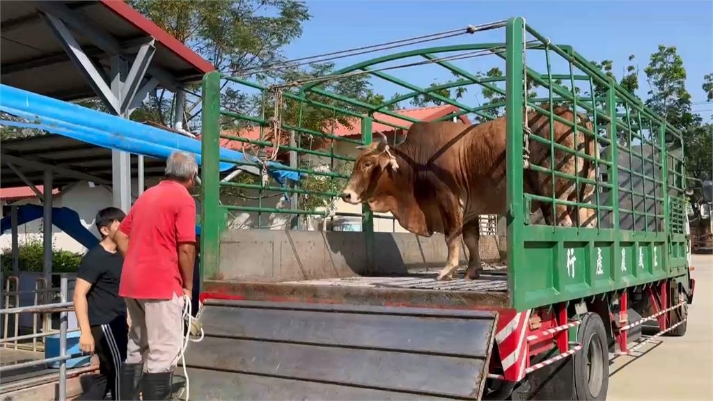 不捨老牛遭拖行受傷 善心人士買下送台南「養老」