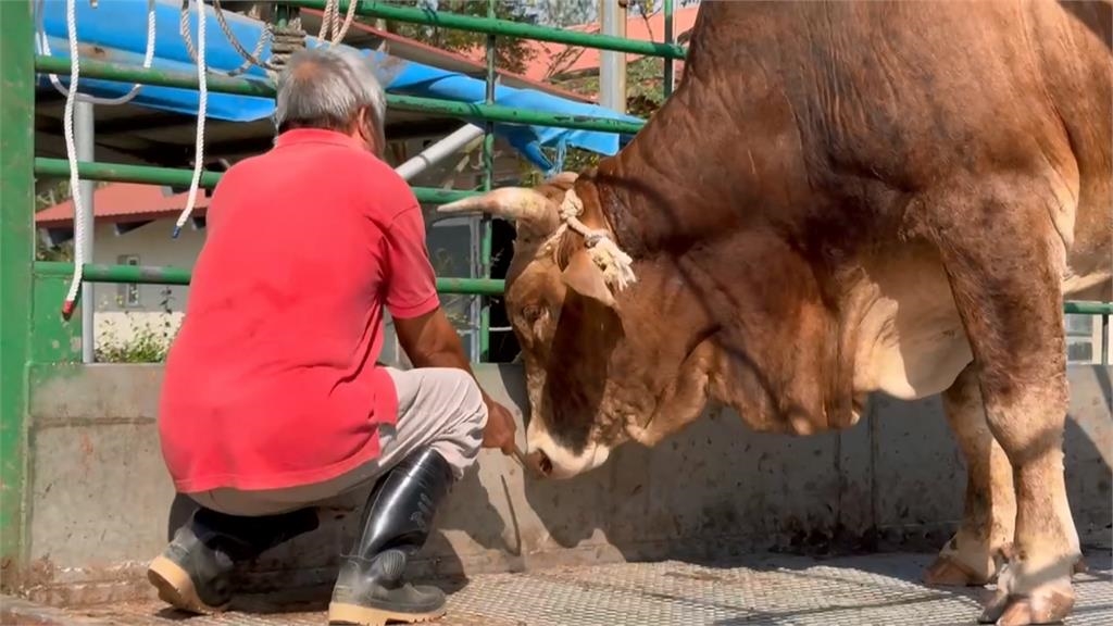 不捨老牛遭拖行受傷 善心人士買下送台南「養老」