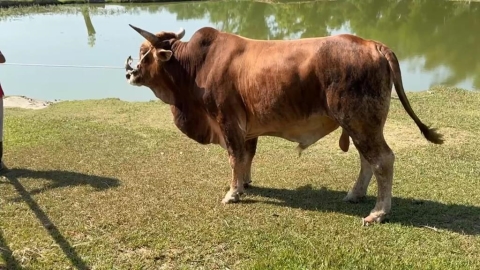 不捨老牛遭拖行受傷 善心人士買下送台南「養老」