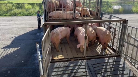 新竹肉品市場明拍賣850頭豬！　重啟供應穩定價格