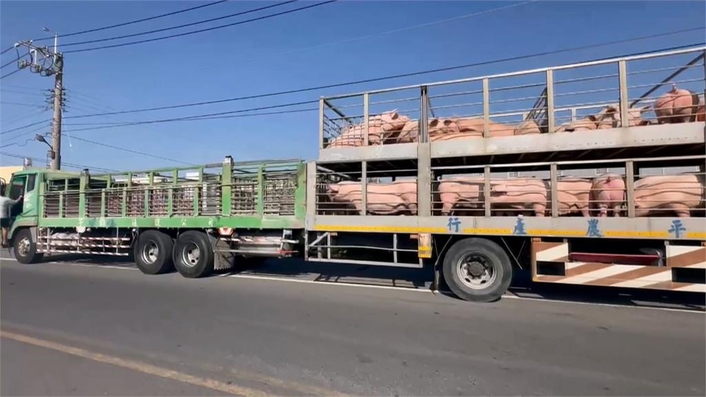 來囉來囉!各地白胖豬豬們上車了 ! 凌晨禁宰令解除「這時間」可買溫體豬