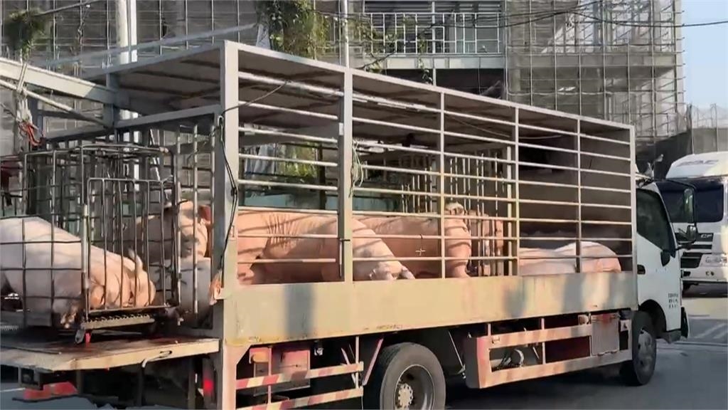 來囉來囉!各地白胖豬豬們上車了 ! 凌晨禁宰令解除「這時間」可買溫體豬