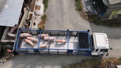 來囉來囉！各地白胖豬豬們上車了　凌晨禁宰令解除「這時間」可買溫體豬