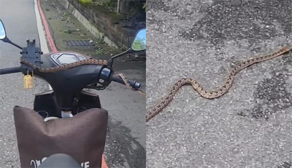 「小龜」從天而降驚悚畫面曝光！網嚇爛喊：機車騎士竟淡定立中柱