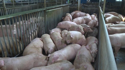 活豬拍賣恢復首日　雲林價格穩定、豬農鬆口氣