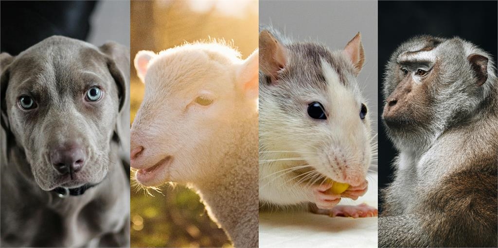 今立冬吃薑母鴨補血！命理師點名4生肖好運大爆發：「越冷越旺」