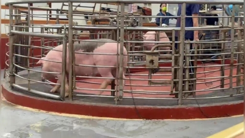 活豬屠宰解禁！肉品市場今提前開拍　雲林、彰化拍賣價曝光