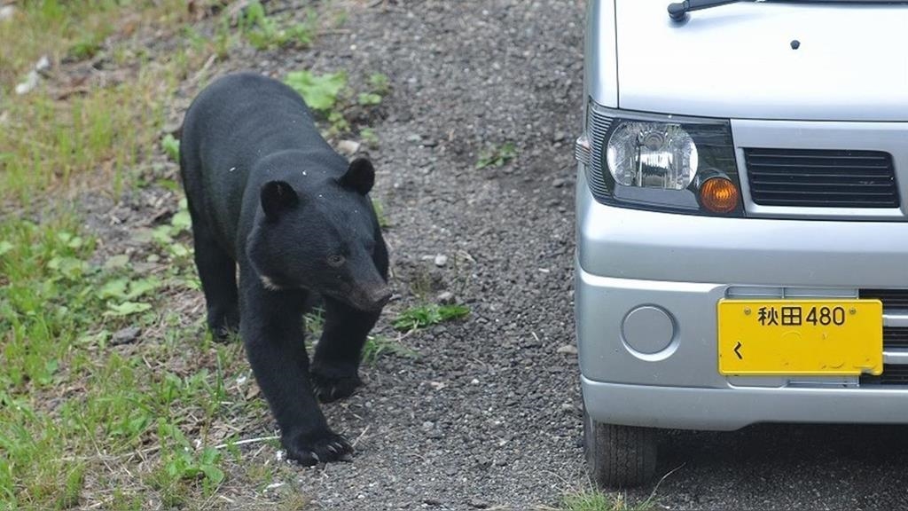 有熊出沒！日本JR車站山形縣新幹線一度暫停營運
