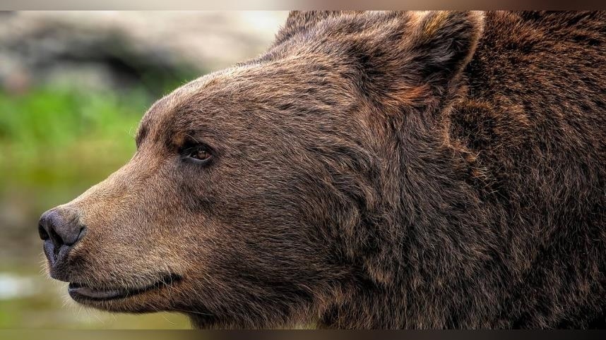 日本熊害頻傳！他質疑「台灣為何沒有」：台灣的熊比較乖？