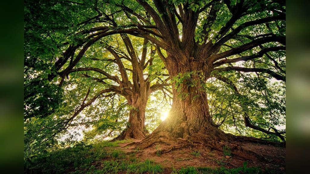 環保自然葬件數近10年翻3倍　樹葬逾9成最多