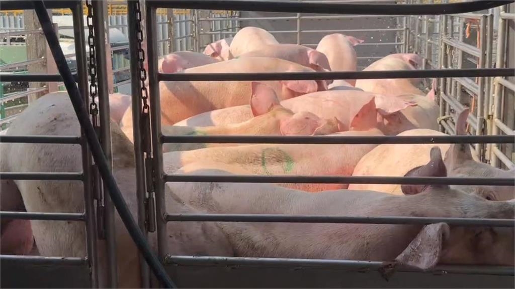 網幽默指控台鐵「不惜犯法運豬」釣出官方「4字諧音梗」笑翻全網!