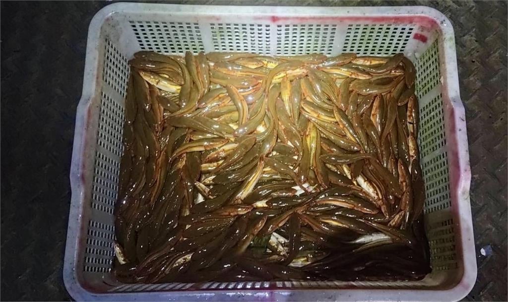 日月潭魚虎球「電撈數暴跌」！縣府憂新危機：恐被「皇冠三間」取代稱王